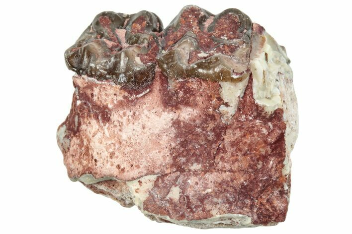 Fossil Horse (Mesohippus) Jaw Section - South Dakota #289546